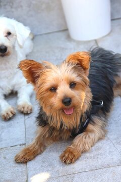 ZLORIANA Yorkiemixhündin, Yorkiemix - Hündin