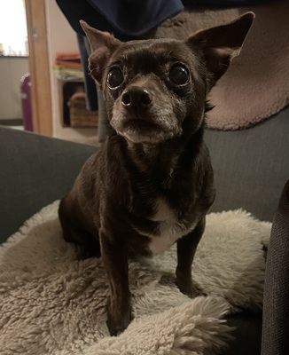 ZOE (WILLOW), Chihuahua-Mischling - Hündin