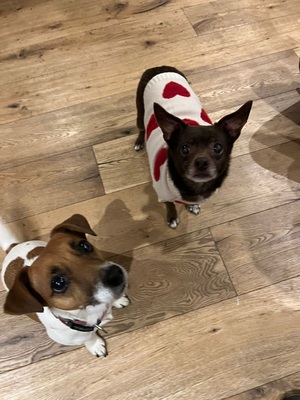 ZOE (WILLOW), Chihuahua-Mischling - Hündin