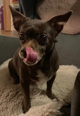 ZOE (WILLOW), Chihuahua-Mischling - Hündin