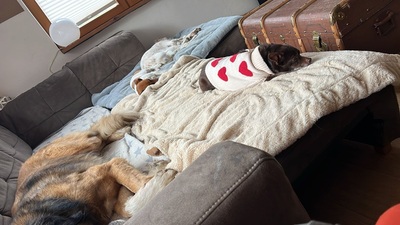 ZOE (WILLOW), Chihuahua-Mischling - Hündin