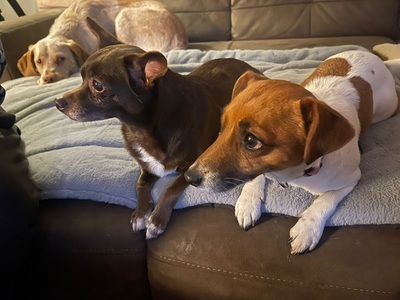 ZOE (WILLOW), Chihuahua-Mischling - Hündin