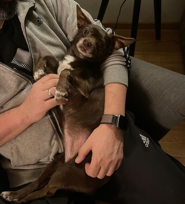 ZOE (WILLOW), Chihuahua-Mischling - Hündin