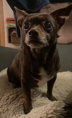 ZOE (WILLOW), Chihuahua-Mischling - Hündin