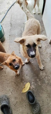 🌸 ZOE – ein kleines Wunder auf vier Pfoten 🌸