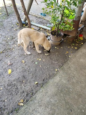 🌸 ZOE – ein kleines Wunder auf vier Pfoten 🌸, Mischling - Hündin