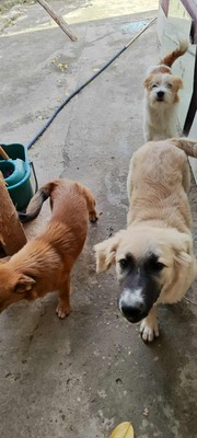 🌸 ZOE – ein kleines Wunder auf vier Pfoten 🌸, Mischling - Hündin