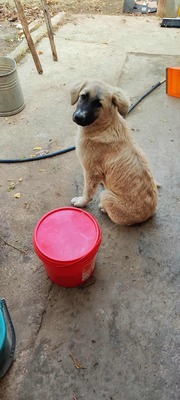 🌸 ZOE – ein kleines Wunder auf vier Pfoten 🌸, Mischling - Hündin