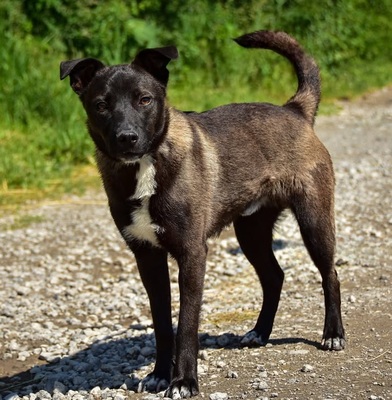 ZORRO C68, Mischling - Rüde