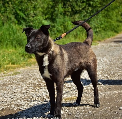 ZORRO C68, Mischling - Rüde