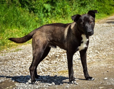 ZORRO C68, Mischling - Rüde