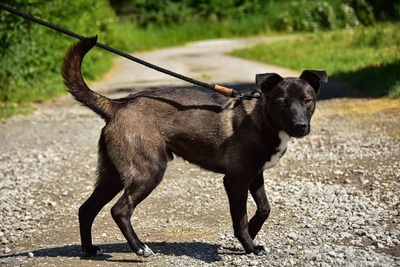 ZORRO C68, Mischling - Rüde