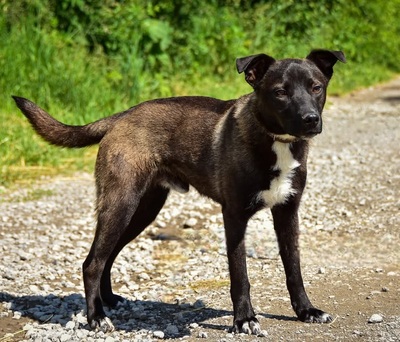 ZORRO C68, Mischling - Rüde