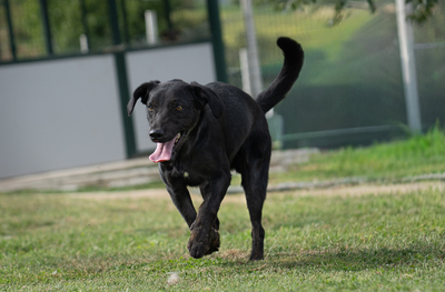ZORRO - R E S E R V I E R T !!!!! neugierig, bewegungsfreudig, verspielt, vorsichtig, Mischling (Video-Link vorhanden) - Rüde