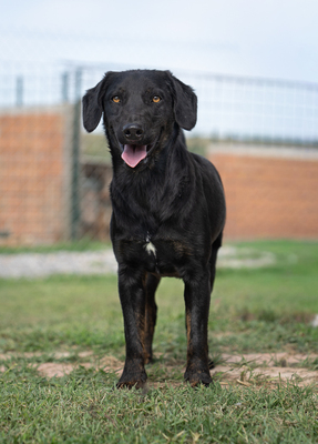 ZORRO - neugierig, bewegungsfreudig, verspielt, vorsichtig, Mischling (Video-Link vorhanden) - Rüde
