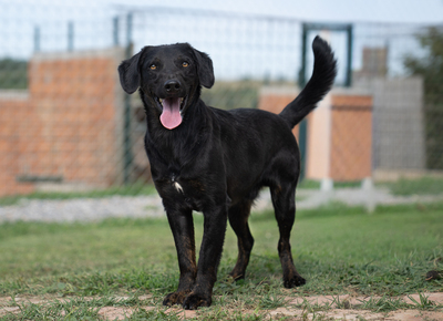 ZORRO - neugierig, bewegungsfreudig, verspielt, vorsichtig, Mischling (Video-Link vorhanden) - Rüde