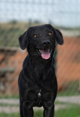 ZORRO - neugierig, bewegungsfreudig, verspielt, vorsichtig