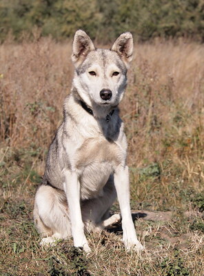 ZOYA - sehr freundlich, offenes Wesen, sehr bewegungsfreudig, neugierig, manchmal etwas eigensinnig, als Zweithund zu einem Rüden, Husky (Video-Link vorhanden) - Hündin