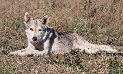 ZOYA - sehr freundlich, offenes Wesen, sehr bewegungsfreudig, neugierig, manchmal etwas eigensinnig, als Zweithund zu einem Rüden, Husky (Video-Link vorhanden) - Hündin