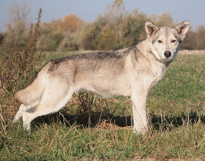 ZOYA - sehr freundlich, offenes Wesen, sehr bewegungsfreudig, neugierig, manchmal etwas eigensinnig, als Zweithund zu einem Rüden, Husky (Video-Link vorhanden) - Hündin