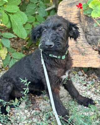 ZSENGE sucht ihre Familie!, Mischling Welpen - Hündin
