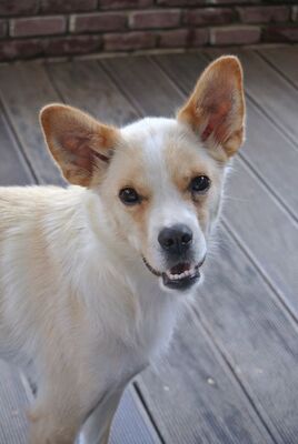 ZSUZSI, Mischling - Hündin