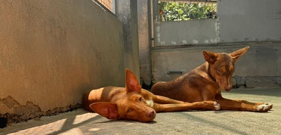 ZUCKER, Podenco Andaluz - Rüde