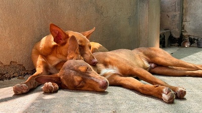 ZUCKER, Podenco Andaluz - Rüde