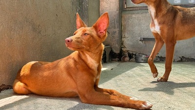 ZUCKER, Podenco Andaluz - Rüde