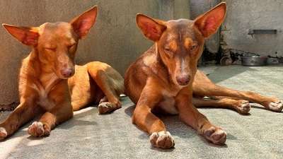 ZUCKER, Podenco Andaluz - Rüde