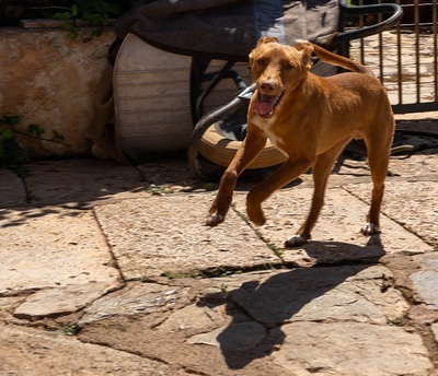 ZUCKER, Podenco Andaluz - Rüde