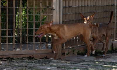 ZUCKER, Podenco Andaluz - Rüde