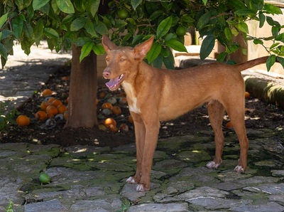 ZUCKER, Podenco Andaluz - Rüde