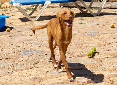 ZUCKER, Podenco Andaluz - Rüde