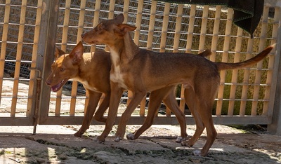 ZUCKER, Podenco Andaluz - Rüde