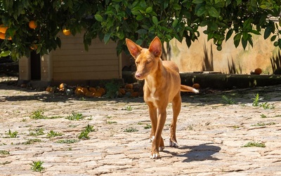 ZUCKER, Podenco Andaluz - Rüde