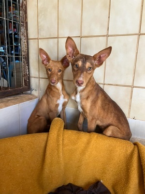 ZUCKER, Podenco Andaluz - Rüde