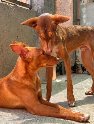 ZUCKER, Podenco Andaluz - Rüde