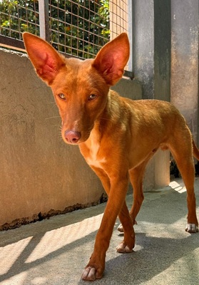 ZUCKER, Podenco Andaluz - Rüde