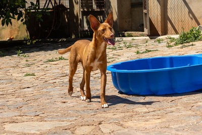 ZUCKER, Podenco Andaluz - Rüde