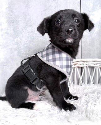 ZUMA sucht liebevolles Zuhause