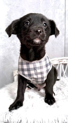 ZUMA sucht liebevolles Zuhause, Dackel-Chihuahua-Mischling Welpen - Rüde