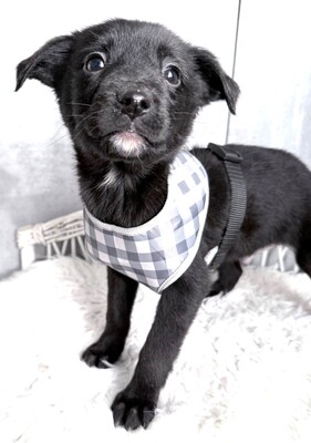 ZUMA sucht liebevolles Zuhause, Dackel-Chihuahua-Mischling Welpen - Rüde