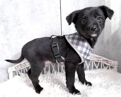 ZUMA sucht liebevolles Zuhause, Dackel-Chihuahua-Mischling Welpen - Rüde