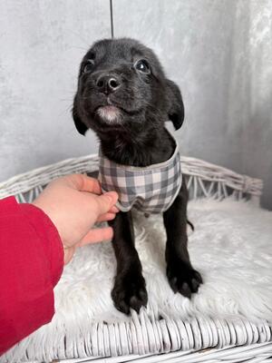 ZUMA sucht liebevolles Zuhause, Dackel-Chihuahua-Mischling Welpen - Rüde