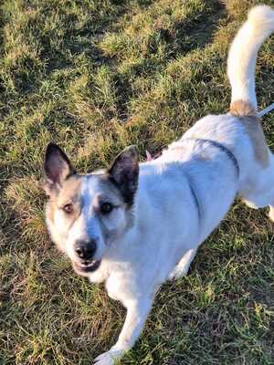 Zabava, Ostsibirischer Laika - Hündin