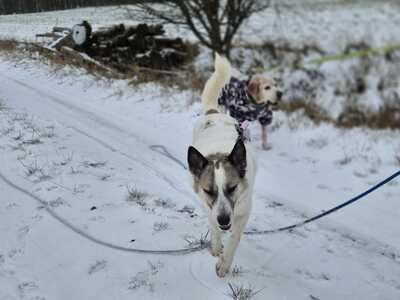 Zabava, Ostsibirischer Laika - Hündin