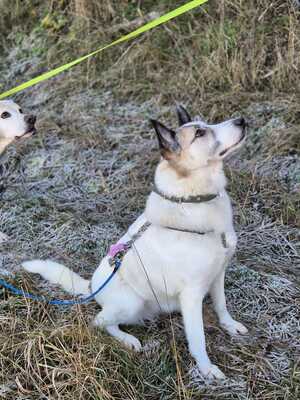 Zabava, Ostsibirischer Laika - Hündin