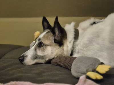 Zabava, Ostsibirischer Laika - Hündin