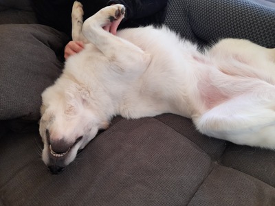 Zabava, Ostsibirischer Laika - Hündin